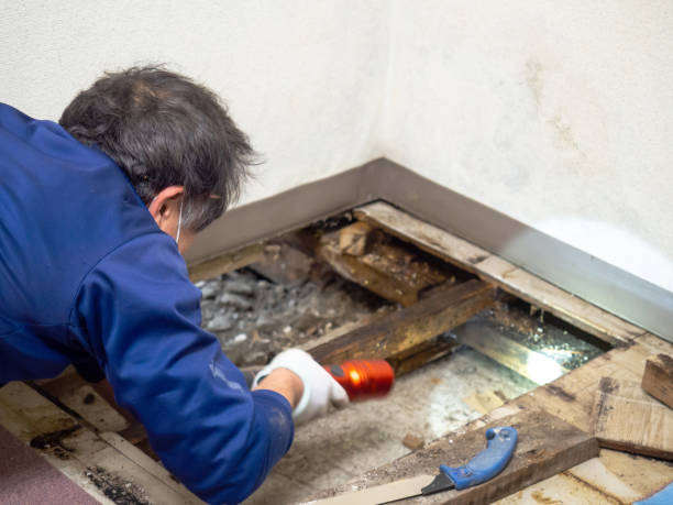 Best Mold Testing  in Toro Nyon, CA