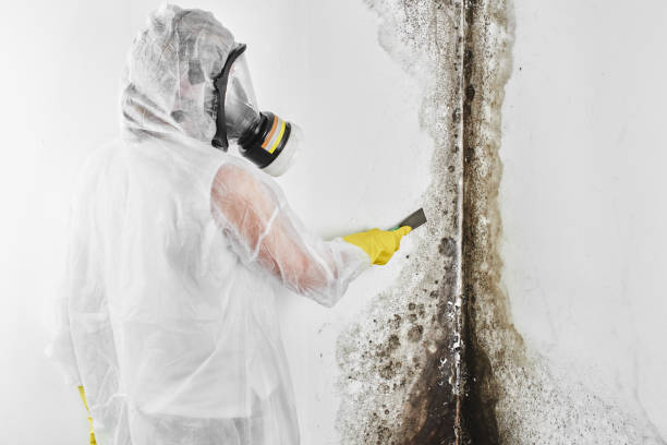 Best Residential Mold Removal  in Toro Nyon, CA