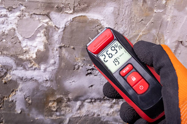 Best Commercial Mold Removal  in Toro Nyon, CA