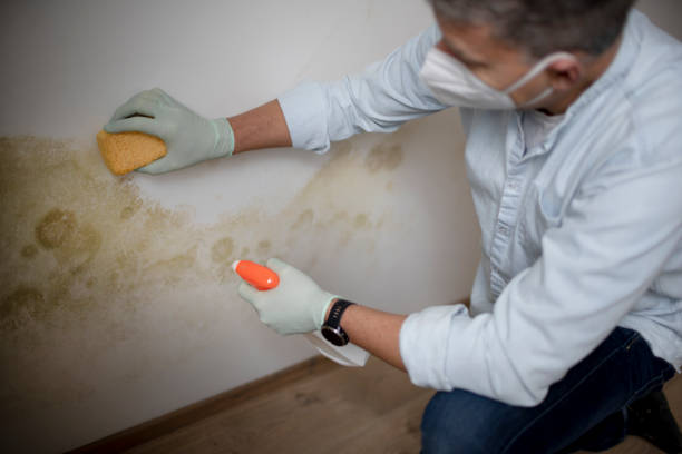 Best Same-Day Mold Removal  in Toro Nyon, CA