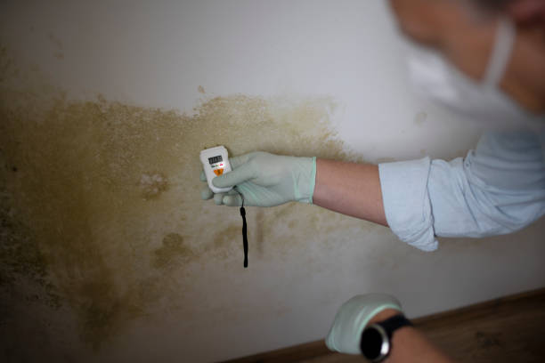 Best Emergency Mold Removal  in Toro Nyon, CA