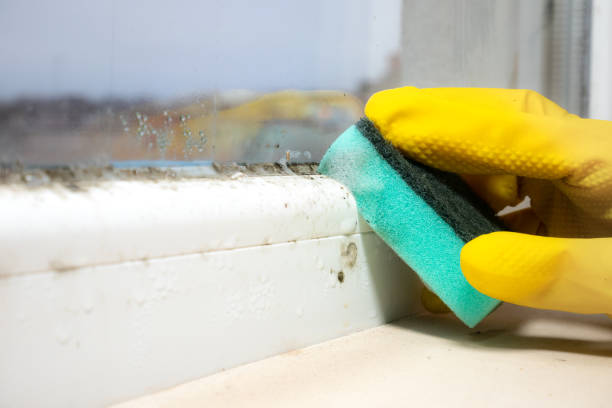 Best Mold Removal Near Me  in Toro Nyon, CA