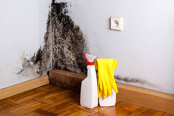 Best Residential Mold Removal  in Toro Nyon, CA