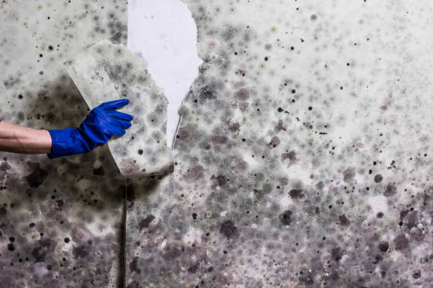 Best Attic Mold Removal  in Toro Nyon, CA