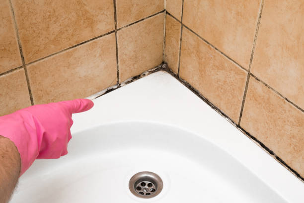 Best Local Mold Removal Service  in Toro Nyon, CA